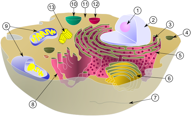 細胞の図