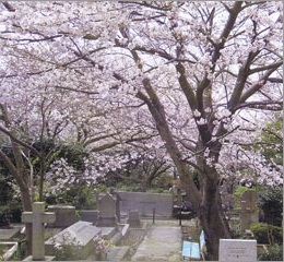 シドモア桜