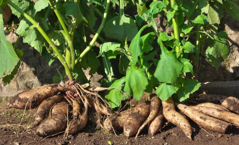 【青空レストラン】ヤーコン(奇跡の健康野菜)の通販・お取り寄せ情報