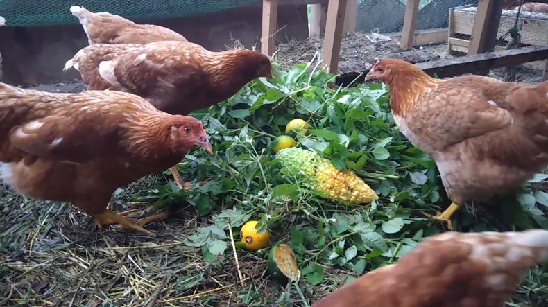 青菜を食べる鶏