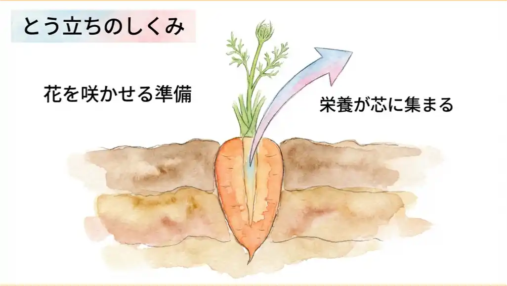 とう立ちのしくみ:花を咲かせる準備のイメージ図